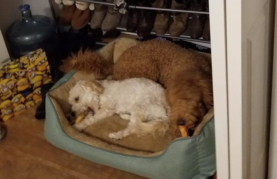 Milo and Bella